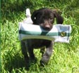 Ilka III with Puppy Dummy
